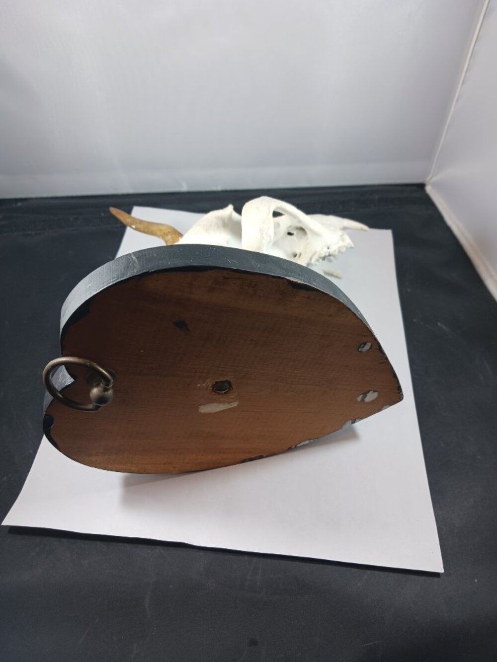 Mounted Muntjac Deer Skull - Picture 6 of 9